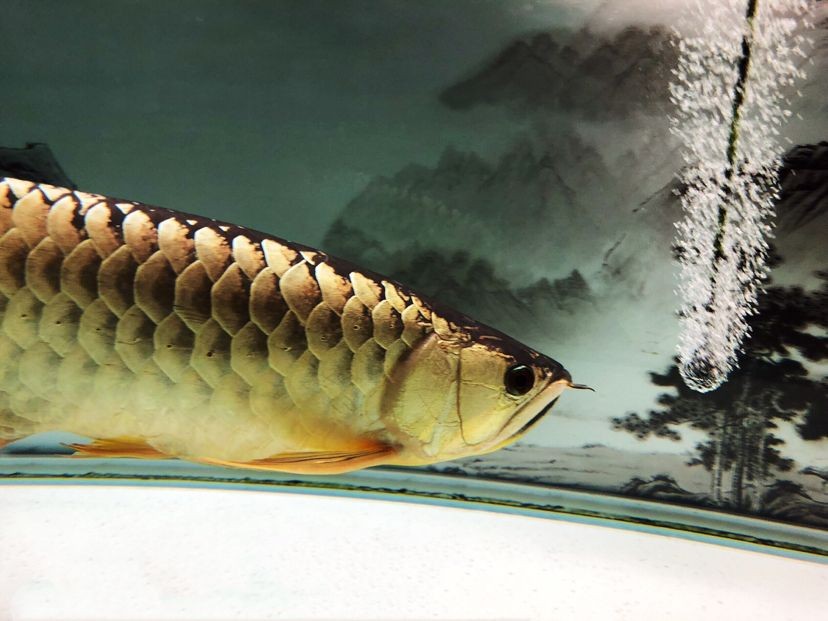 森森三合一水泵哪款好 森森魚缸 第5張 森森三合一水泵哪款好 森森三合一水泵哪款好 森森魚缸 第5張