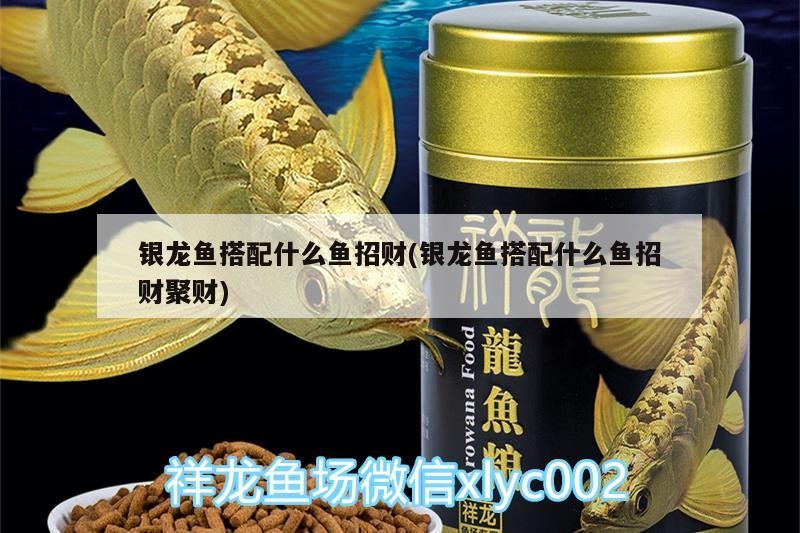 銀龍魚(yú)搭配什么魚(yú)招財(cái)(銀龍魚(yú)搭配什么魚(yú)招財(cái)聚財(cái))