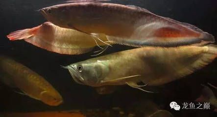 龍魚爛鰭怎么辦vs祥龍魚場：如何預防龍魚爛鰭