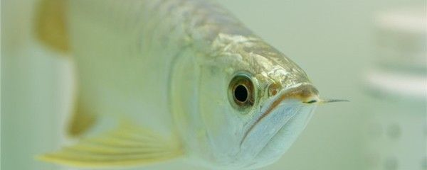 龍魚蒙眼用什么藥最有效vs祥龍魚場：如何判斷龍魚是否蒙眼