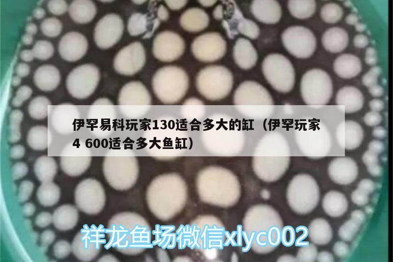 伊罕易科玩家130適合多大的缸（伊罕玩家4600適合多大魚缸）
