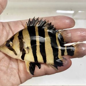 泰北虎和蘇虎價(jià)值：全球最稀有的虎之一，價(jià)格比泰北虎多一些，價(jià)格高達(dá)數(shù)百萬(wàn)美元