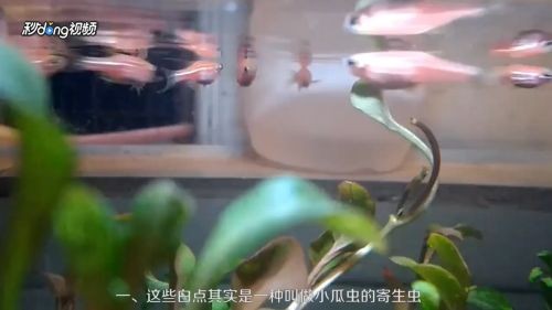 虎魚身上有白點流膿怎么辦：虎魚身上出現(xiàn)白點流膿怎么辦