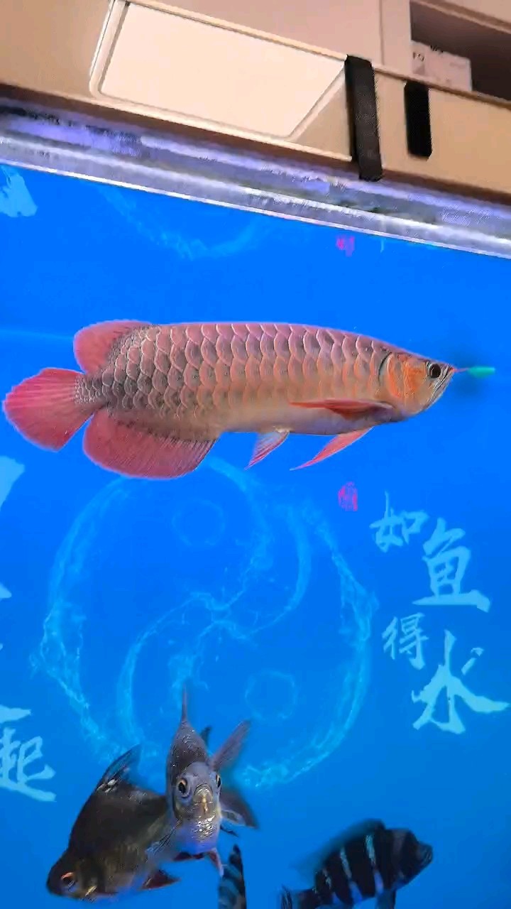 小紅龍長大了，沒事發(fā)一下 小紅龍長大了，沒事發(fā)一下 龍魚論壇