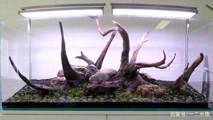 35cm魚缸造景：35cm的魚缸造景需要注意事項魚缸造景需要注意事項
