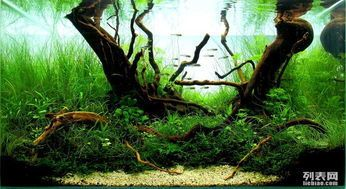 35cm魚缸造景：35cm的魚缸造景需要注意事項魚缸造景需要注意事項