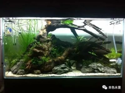 35cm魚缸造景：35cm的魚缸造景需要注意事項魚缸造景需要注意事項