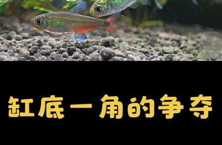 創(chuàng)寧水泵哪款好用一點(diǎn)（創(chuàng)寧水泵哪款好用一點(diǎn)的） 創(chuàng)寧水泵哪款好用一點(diǎn)（創(chuàng)寧水泵哪款好用一點(diǎn)的） 創(chuàng)寧水族