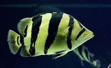 虎魚底色發白什么原因：虎魚底色發白可能是多種原因引起的，可能是多種原因引起的