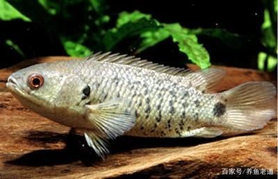 虎魚怎么吃食：虎魚怎么吃食，