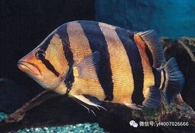 虎魚怎么吃食：虎魚怎么吃食，