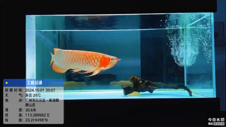 我的虎魚真菌感染了要怎么處理 舉國同慶,國泰民安! 龍魚論壇 舉國同慶,國泰民安! 舉國同慶,國泰民安! 龍魚論壇