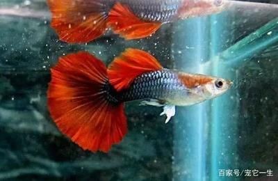 2020廣州觀賞魚展覽：2020年廣州世界觀賞魚大觀展覽時(shí)間：12月26日