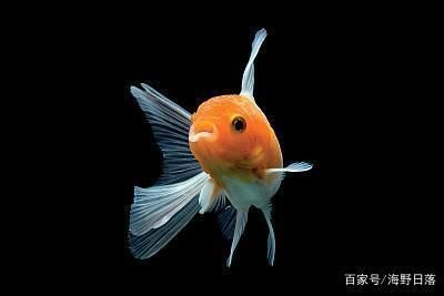 2020廣州觀賞魚展覽：2020年廣州世界觀賞魚大觀展覽時(shí)間：12月26日