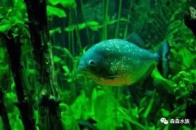 2020廣州觀賞魚(yú)展覽：2020年廣州世界觀賞魚(yú)大觀展覽時(shí)間：12月26日 2020廣州觀賞魚(yú)展覽：2020年廣州世界觀賞魚(yú)大觀展覽時(shí)間：12月26日 魚(yú)缸百科 第4張
