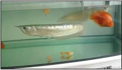 魟魚下崽前可以和公魚一起養嗎？：魟魚下崽前不要將母魚和公魚一起養，為了確保母魟魚的安全和健康