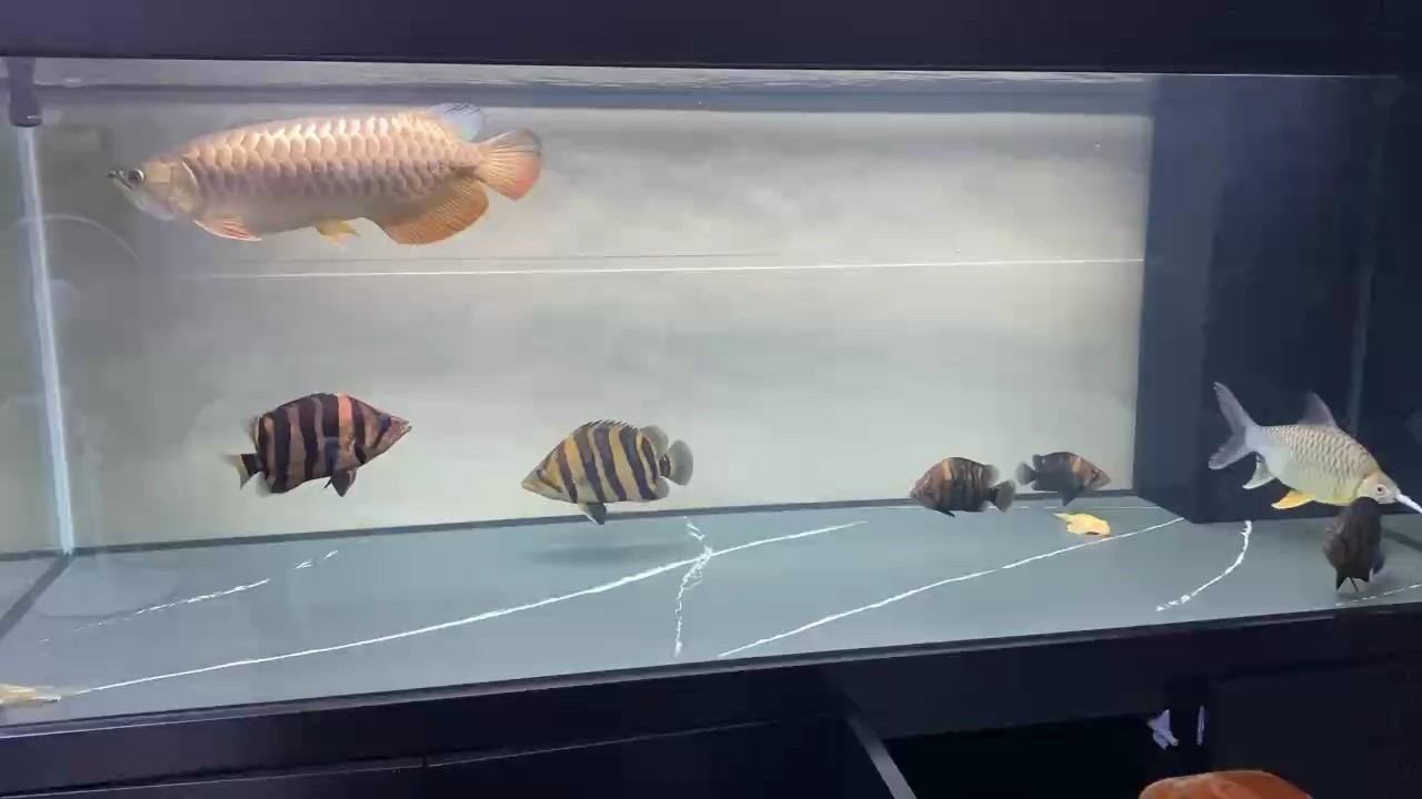 國(guó)慶假期在家看看魚(yú)