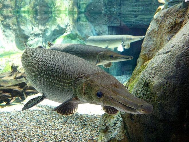 魟魚身了拱起來：魟魚身體拱起來可能是由于多種原因引起的魟魚身體拱起來的原因 魟魚身了拱起來：魟魚身體拱起來可能是由于多種原因引起的魟魚身體拱起來的原因 魟魚百科 第1張