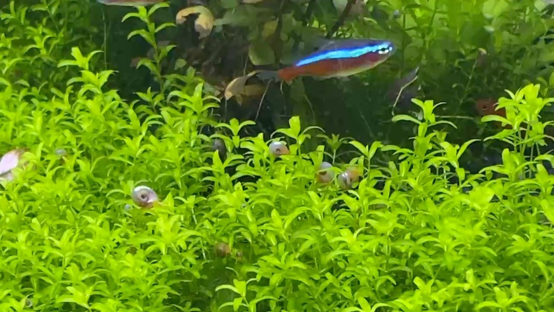 好厲害 好厲害 龍魚論壇