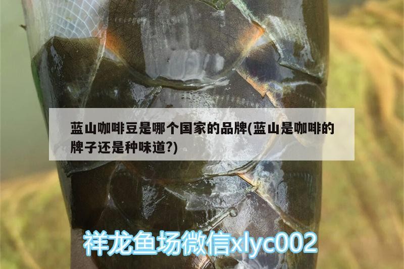藍(lán)山咖啡豆是哪個(gè)國家的品牌(藍(lán)山是咖啡的牌子還是種味道?) 藍(lán)山咖啡豆是哪個(gè)國家的品牌(藍(lán)山是咖啡的牌子還是種味道?) 馬來西亞咖啡