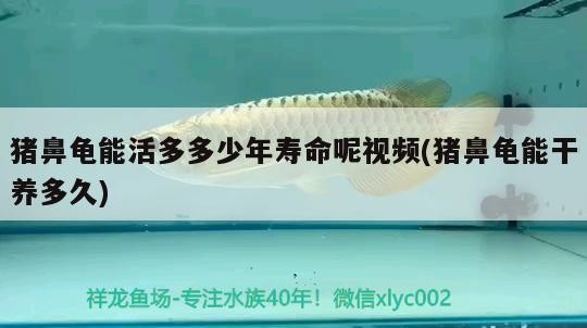 豬鼻龜能活多多少年壽命呢視頻(豬鼻龜能干養多久)