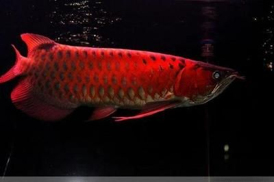 血紅龍魚大概多少錢一斤：血紅龍魚多少錢一斤