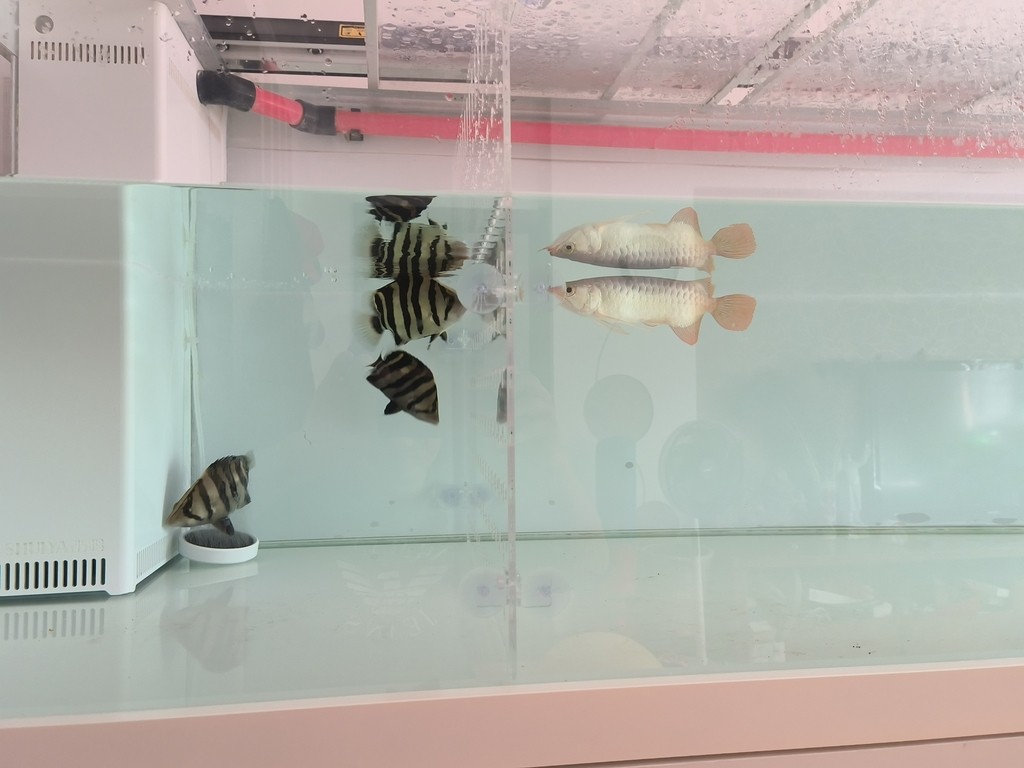紅龍少吃保持體型，虎魚多吃才能保持體型，只能加裝亞克力隔離板，分開單獨喂。