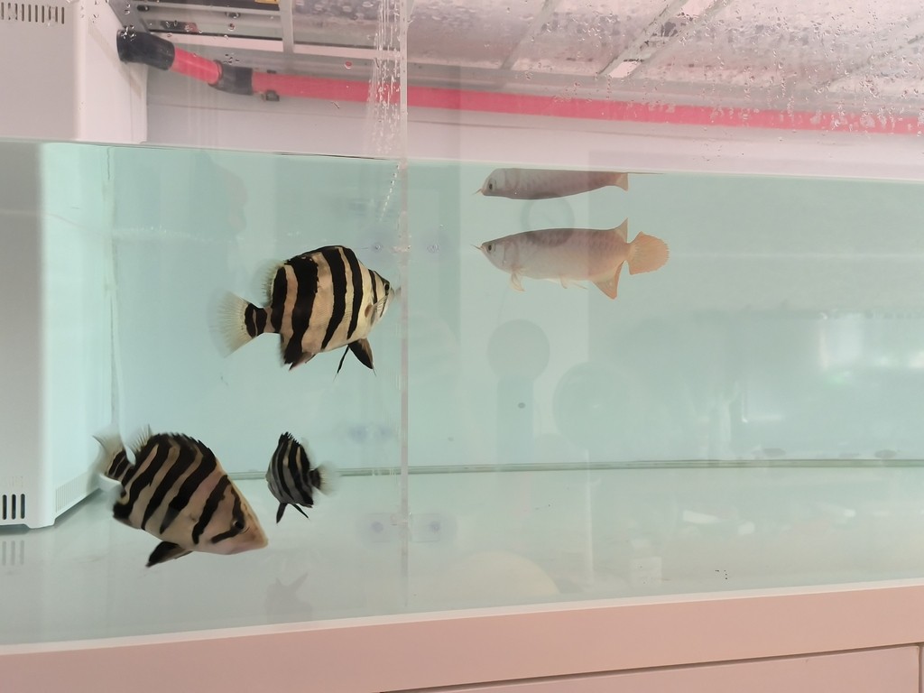 紅龍少吃保持體型，虎魚多吃才能保持體型，只能加裝亞克力隔離板，分開單獨喂。