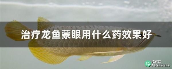 金龍魚(yú)可以用慶大霉素藥浴嗎：金龍魚(yú)使用慶大霉素藥浴需要注意正確使用方法和劑量