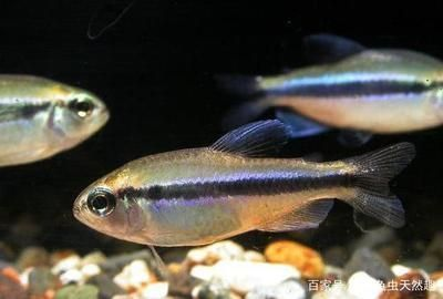 頂級魚缸品牌有哪些（頂級魚缸品牌有哪些牌子） 頂級魚缸品牌有哪些（頂級魚缸品牌有哪些牌子） iwish愛唯希品牌魚缸