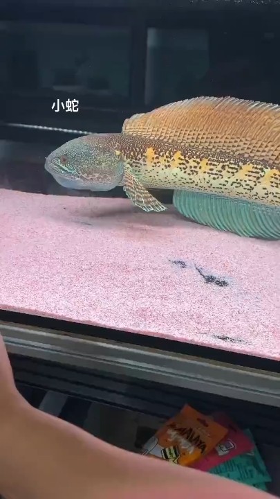 帥氣的存在