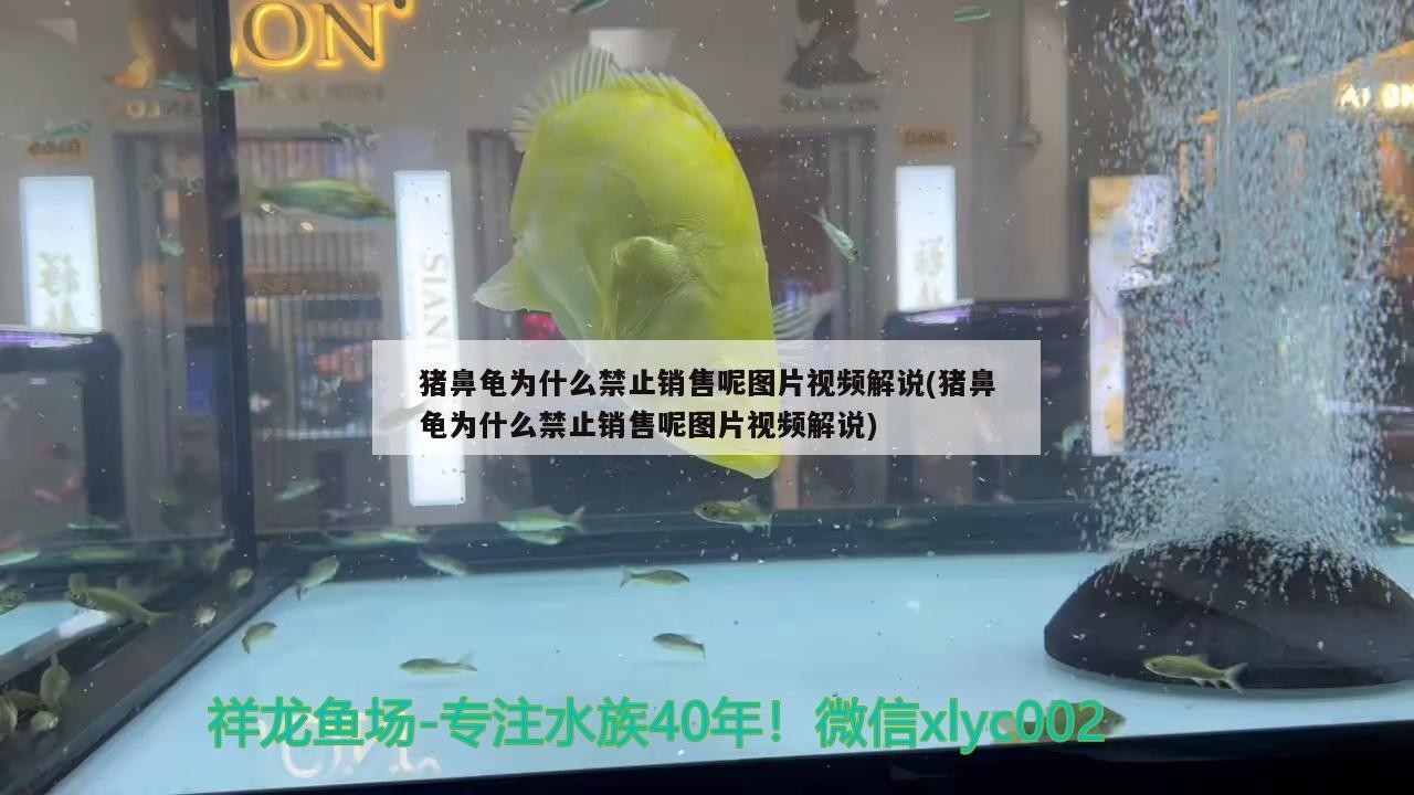 豬鼻龜為什么禁止銷售呢圖片視頻解說(豬鼻龜為什么禁止銷售呢圖片視頻解說)