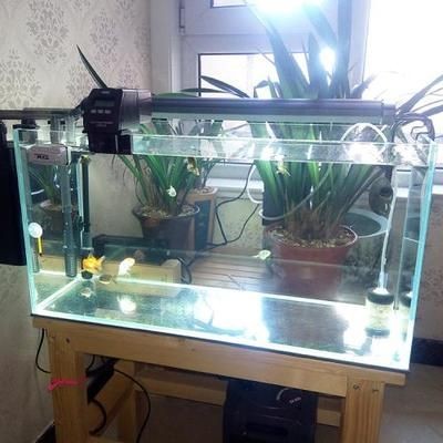 9升的魚缸養多少魚：9升的魚缸適合養多少魚？