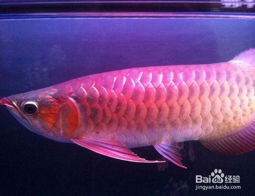 怎么挑選紅龍魚苗：如何挑選紅龍魚苗