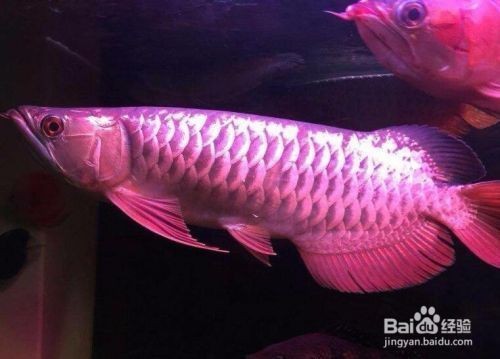 怎么挑選紅龍魚苗：如何挑選紅龍魚苗