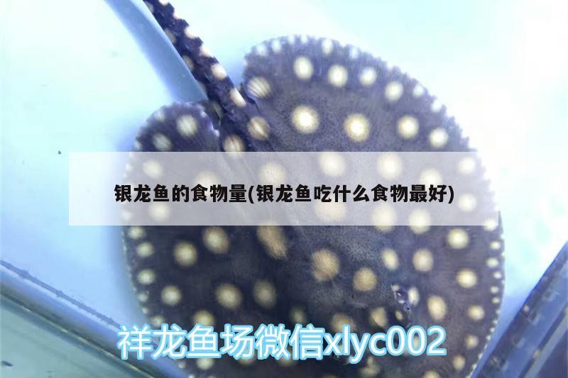 銀龍魚(yú)的食物量(銀龍魚(yú)吃什么食物最好) 銀龍魚(yú)的食物量(銀龍魚(yú)吃什么食物最好) 銀龍魚(yú)百科