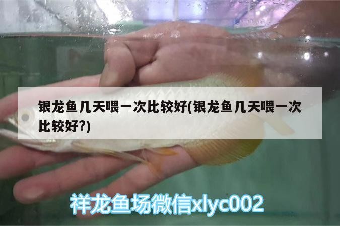 銀龍魚幾天喂一次比較好(銀龍魚幾天喂一次比較好?) 銀龍魚幾天喂一次比較好(銀龍魚幾天喂一次比較好?) 銀龍魚百科 第3張