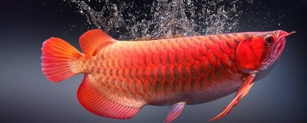 紅龍魚換水后多久可以喂食啊：紅龍魚換水后喂食的最佳時間
