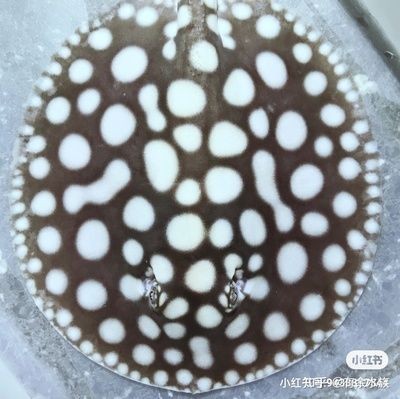 魟魚可以停食多久：魟魚可以停食多久[需手動填充]魚可以停食多久[需手動填充]魚可以停食多久 魟魚可以停食多久：魟魚可以停食多久[需手動填充]魚可以停食多久[需手動填充]魚可以停食多久 魟魚百科 第3張