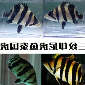 虎魚黑紋變淡的原因是什么：虎魚黑紋變淡的原因