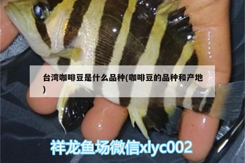 臺灣咖啡豆是什么品種(咖啡豆的品種和產地) 臺灣咖啡豆是什么品種(咖啡豆的品種和產地) 馬來西亞咖啡