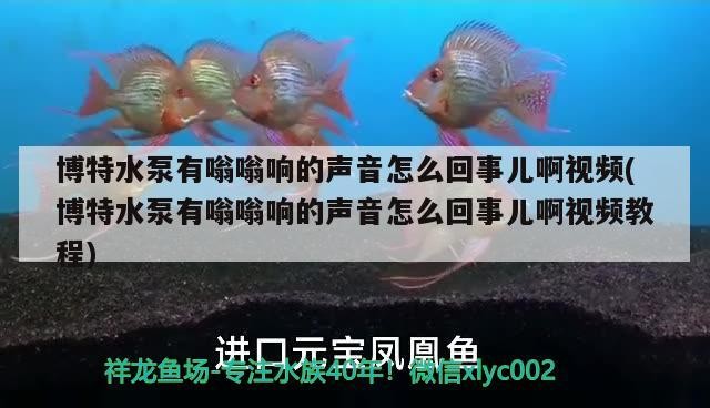 博特水泵有嗡嗡響的聲音怎么回事兒啊視頻(博特水泵有嗡嗡響的聲音怎么回事兒啊視頻教程) 博特水泵有嗡嗡響的聲音怎么回事兒啊視頻(博特水泵有嗡嗡響的聲音怎么回事兒啊視頻教程) 博特水族