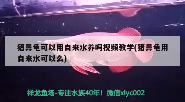 豬鼻龜可以用自來水養嗎視頻教學(豬鼻龜用自來水可以么)