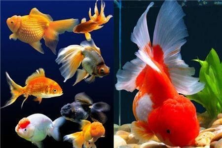 30厘米魚缸可以養幾條錦鯉:錦鯉的養殖與養殖注意事項 魚缸百科 第2張 30厘米魚缸可以養幾條錦鯉:錦鯉的養殖與養殖注意事項 30厘米魚缸可以養幾條錦鯉:錦鯉的養殖與養殖注意事項 魚缸百科 第2張