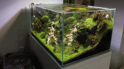 90cm魚缸造景