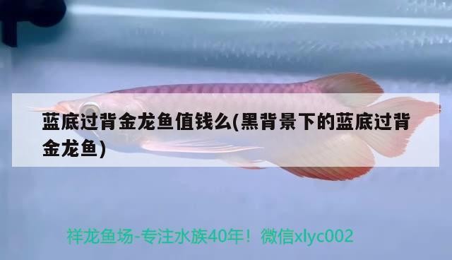 金頭過背金龍魚 藍底過背金龍魚值錢么(黑背景下的藍底過背金龍魚) 金龍魚百科 藍底過背金龍魚值錢么(黑背景下的藍底過背金龍魚) 藍底過背金龍魚值錢么(黑背景下的藍底過背金龍魚) 金龍魚百科