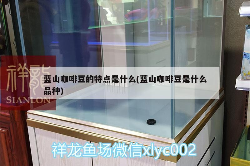 藍山咖啡豆的特點是什么(藍山咖啡豆是什么品種)