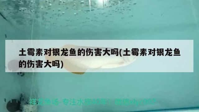 龍魚放土霉素vs祥龍魚場:龍魚放土霉素與“祥龍魚場”對比,土霉素使用注意事項 vs祥龍魚場 第1張 龍魚放土霉素vs祥龍魚場:龍魚放土霉素與“祥龍魚場”對比,土霉素使用注意事項 龍魚放土霉素vs祥龍魚場:龍魚放土霉素與“祥龍魚場”對比,土霉素使用注意事項 vs祥龍魚場 第1張