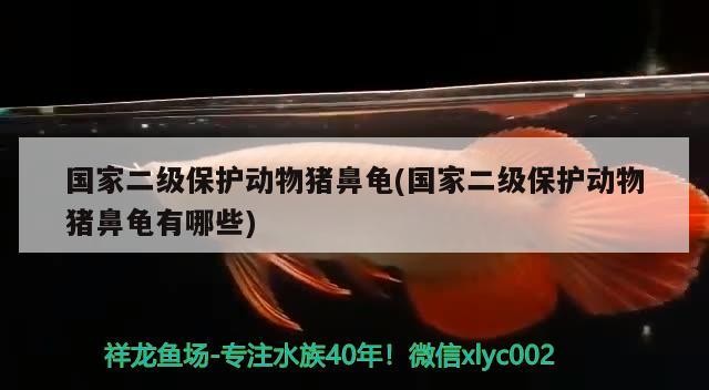 國家二級保護動物豬鼻龜(國家二級保護動物豬鼻龜有哪些)