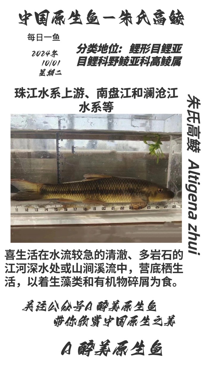 朱氏高鯪